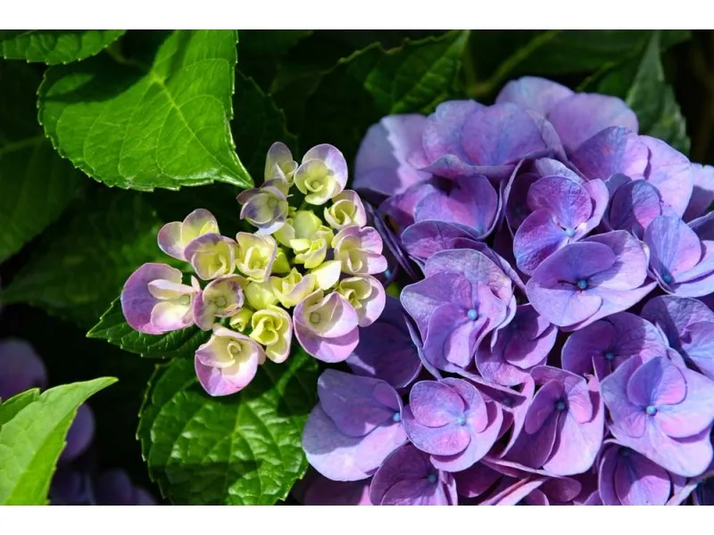 Hydrangea macrophylla - Ortensia