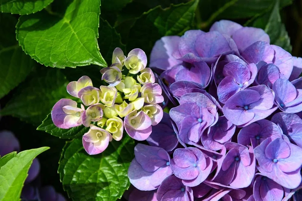 Hydrangea macrophylla - Ortensia
